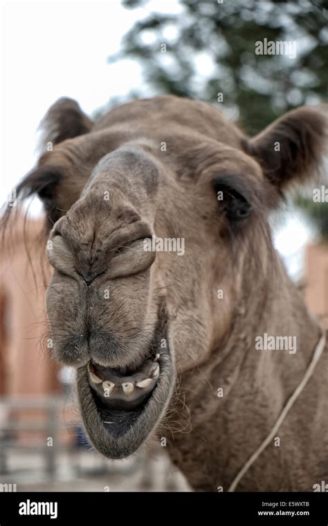 funny camel images|camel laughing.